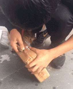 树上|搞笑GIF趣图:小朋友,告诉你这药不苦,你怎么就不相信呢?妻子流泪:“当年为何不辞而别