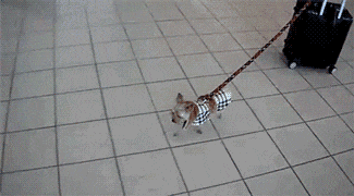 妹子|搞笑GIF:超可爱的妹子喜欢吗