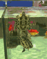 女朋友|惹女朋友不高兴会怎样? 下场太惨了！