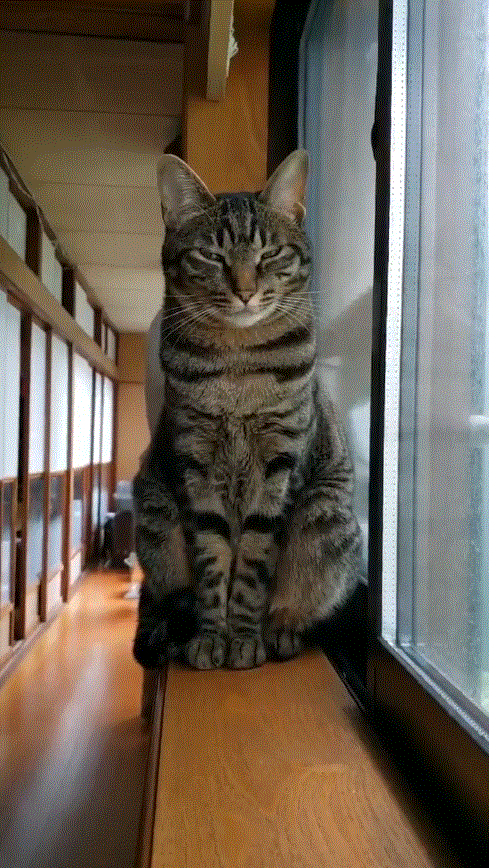 宝宝|搞笑GIF:媳妇,你擦电视都擦了半个多小时了