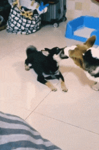 大哥|搞笑GIF：五菱不愧是大哥，天塌下来大哥顶着！