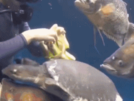 妹子|搞笑GIF趣图：真想娶个妹子，然后靠卖水果度过一生