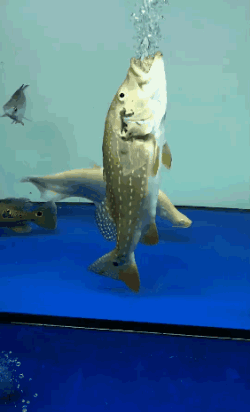 回事|搞笑GIF:哥们,饭店里擦桌就佩服你,这也太卖力了