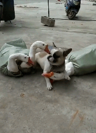 夏末|搞笑GIF:萤火虫只有20余天的寿命，夏末初秋以后，