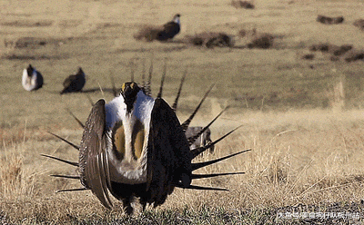 珍稀|这是什么珍稀物种？竟如此奇特！
