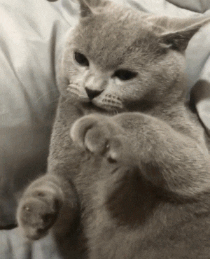 新郎|搞笑GIF:确认过眼神,不是对的人