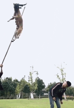 哥们|搞笑GIF：妈妈，我这个婚我不结了