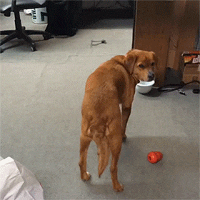 马屁|搞笑GIF：哥们，马屁，它，拍不得啊