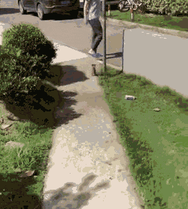 不好|狗狗看到梦中情人,整个狗都不好了!