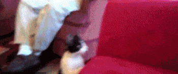 为了|搞笑gif：猫星人为了吃的也是拼了