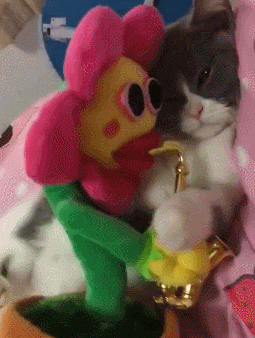 不要|爆笑动图GIF: 说过好多次了，不要做没有把握的事