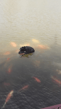 东西|GIF搞笑趣图： 你这是什么东西啊！这也有点太专业了吧！