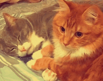 全行|搞笑GIF趣图:道路积水,村里的老少爷们全行动起来了