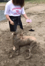 东西|爆笑GIF：这种求真的心态值得学习