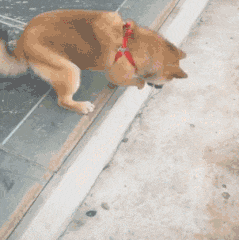 小时候|搞笑GIF:有没有感受到自己小时候?你妈揪着你耳朵回家的时候