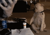 马屁|搞笑GIF：哥们，马屁，它，拍不得啊