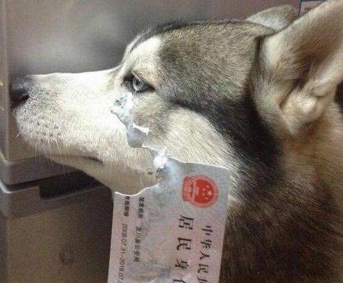 老师|搞笑GIF:我默默的站起来无辜的说,老师我没拉