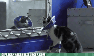 隐身术|搞笑GIF：最强隐身术，看了几遍还找不出破绽！