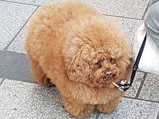 大气|搞笑GIF: 此子必成大气!