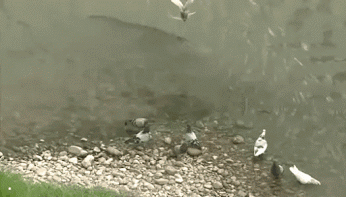 这是|搞笑GIF：这是杀了什么怪的