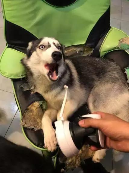 比格|养黑猫的猫奴，脚垫千万不要用黑色的，不然一不小心就会出猫命啊