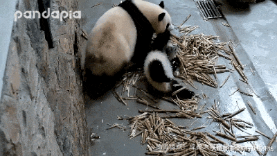 珍稀|这是什么珍稀物种？竟如此奇特！