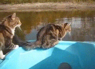 不好|狗狗看到梦中情人,整个狗都不好了!