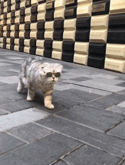 还是|搞笑gif趣图: 难道我平时给你的肉肉还不够你吃的?还是你想尝点新鲜的?