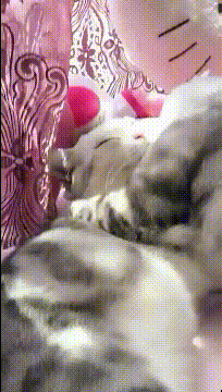 妹子|搞笑GIF趣图：当代年轻人的真实写照