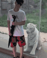 妹子|搞笑GIF:谁知道这什么什么品种,圣诞送给女神应该不错吧