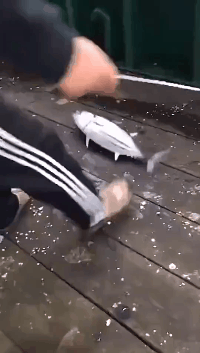 老妈|搞笑GIF动图:看到你拿刀来,是时候表演真正的技术了!