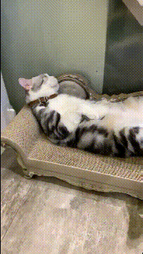 还是|搞笑GIF：还是如此的冷漠