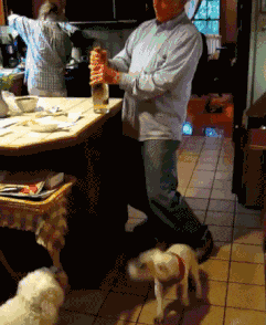 面包车|搞笑GIF：你家的这是羊？看着很厉害啊！可以跳这么高！