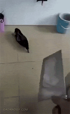 搞笑|搞笑gif,个个都是人才,说话又好听,超喜欢在里面