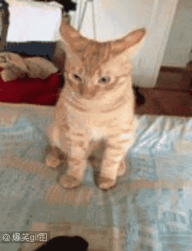 不要|感受下教科书一般的傲娇!