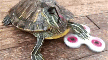 义务教育|搞笑GIF: 不好意思，我是6年义务教育的