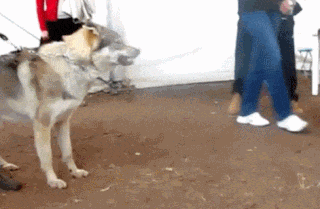 小伙|搞笑GIF：二哈：你别怕我叫几声吓它，别人说我很怂，其实我不怂