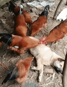 哥们|这位哥们的弹跳力真是惊人,可以轻松的跳跃这么高