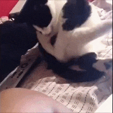 段子|开心一刻:猫哥你就别找了,已经没了,不是你自己选的么