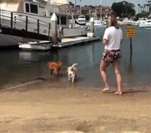 主人|「爆笑Gif动图」主人我终于把你盼回来了