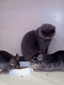 这是|搞笑动态图gif: 戴上这个不开心吗?