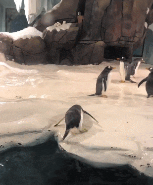 伴郎|搞笑GIF: 这是我见过伴娘最多的一次, 伴郎要抓紧机会啊!