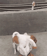 搞笑|搞笑GIF：你果然外面有狗了