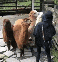 败事有余|搞笑GIF趣图:我竟然一开始没有发现