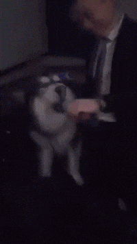 放心|搞笑GIF:放心吧，我会看好妈妈的