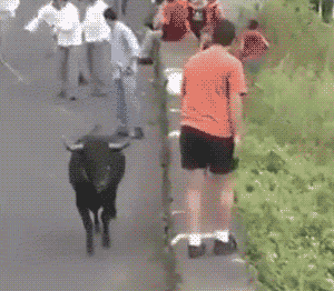 子真|搞笑GIF：这狗子真是勇啊