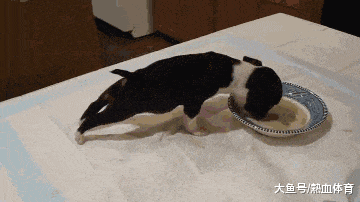 大哥|搞笑GIF趣图: 大哥大哥, 我错了, 给个机会行不行