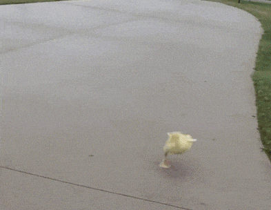 这是|搞笑GIF趣图: 这是什么牛,感觉长得怪怪的