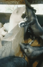 恩爱|搞笑gif趣图:单身久了,看个猪打架都像在秀恩爱!