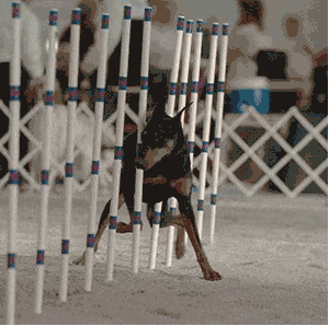 还是|搞笑GIF趣图：妹子，你到底是冲浪呢，还是太浪呢